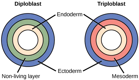 Two labeled ring diagrams side by side, 'Diploblast' at left and 'Triploblast' at right, each showing concentric germ-layer rings around a hollow center.