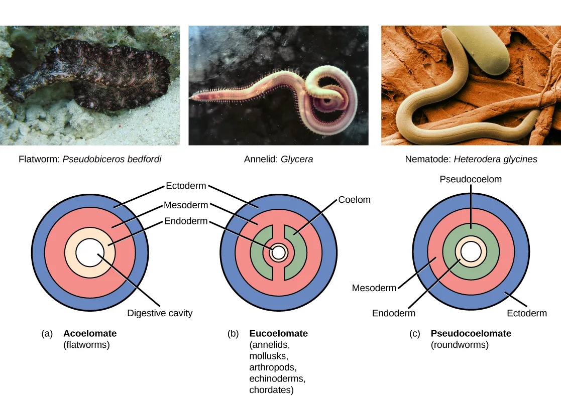 Three photographs of a flatworm, an annelid worm, and a roundworm above three matching ring diagrams labeled Acoelomate, Eucoelomate, and Pseudocoelomate, each a set of concentric germ-layer rings around a central cavity.