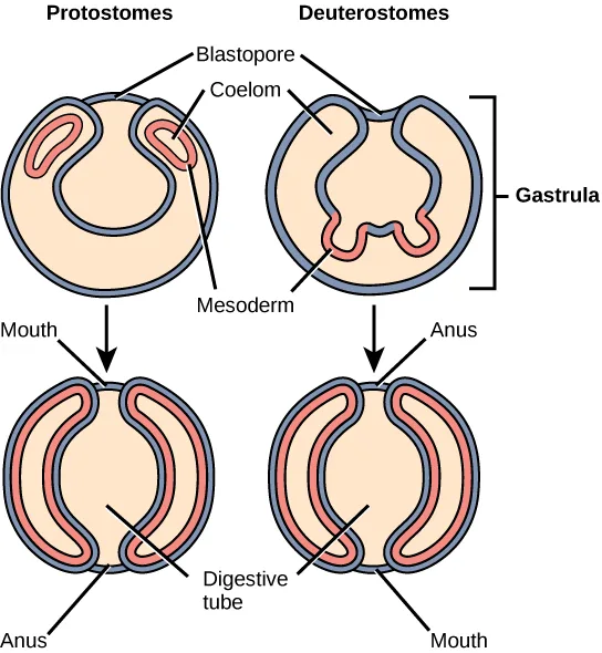 A four-panel diagram comparing early development in protostomes (left column) and deuterostomes (right column): a top row of cutaway gastrulas with a blastopore and forming mesoderm, and a bottom row of mature body plans with the mouth and anus positioned oppositely between the two columns.