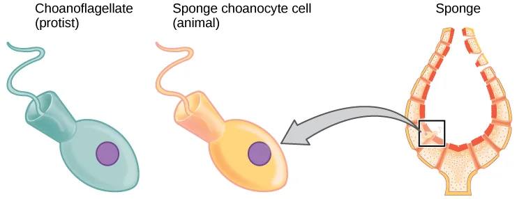 Three labeled illustrations in a row: a teal, egg-shaped choanoflagellate cell with a long flagellum and a purple nucleus; an orange sponge choanocyte cell of the same egg shape, flagellum, and nucleus color beside it; and a vase-shaped sponge cross-section at right, its wall marked with a small black square around one cell, joined to the choanocyte drawing by a wide gray arrow.
