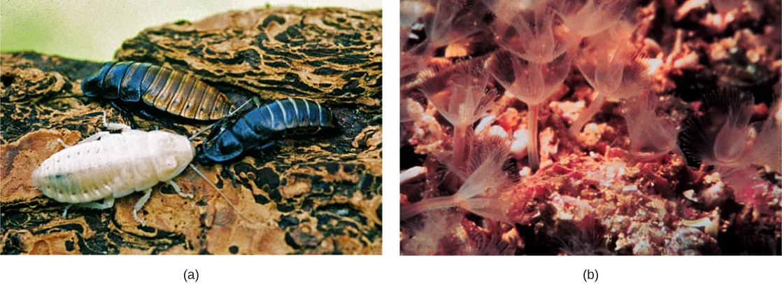 Two side-by-side photos: (a) two dark, striped adult cockroaches flanking a paler, newly molted white cockroach on a piece of bark, and (b) a cluster of translucent pinkish phoronid tentacle crowns fanned out from slender stalks anchored among rock and sediment.