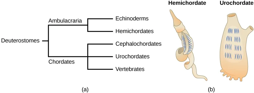 A two-part diagram. (a) A branching tree diagram: Deuterostomes splits into Ambulacraria and Chordates; Ambulacraria splits into Echinoderms and Hemichordates; Chordates splits into Cephalochordates, Urochordates, and Vertebrates. (b) Two labeled body outlines: a helical, worm-like Hemichordate with a row of blue pharyngeal slits along its upper coils, and a sac-shaped Urochordate with rows of blue pharyngeal slits across its front.