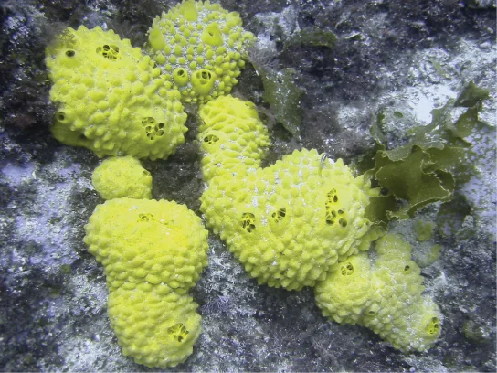 A close-up underwater photo of several rounded, bumpy yellow sponges clustered on a gray rock, dark circular openings dotting their surfaces, with a frond of green algae draped beside them.