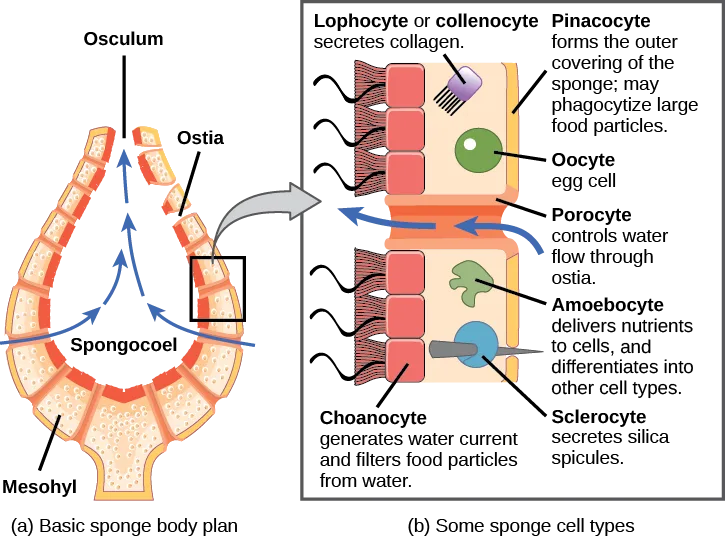 Two side-by-side panels: (a) a vase-shaped cross-section of a sponge's basic body plan with labeled openings and cavity, and (b) an enlarged cutaway of the body wall labeling seven specialized cell types.