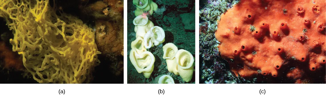Three side-by-side underwater photos: (a) a yellow sponge of many fused, yarn-like strands forming a netlike mass; (b) a cluster of cream-colored, pitcher-shaped sponges; (c) a flat orange sponge studded with small volcano-like pored projections.