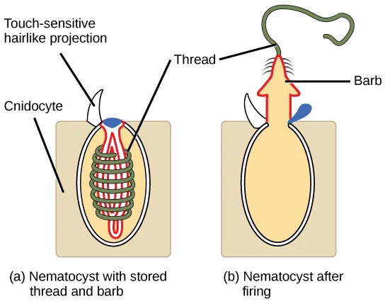 A two-panel diagram of a nematocyst inside a boxy cnidocyte cell: (a) before firing, a coiled thread and inverted barb sit inside the oval nematocyst, with a touch-sensitive hairlike projection reaching the cell surface; (b) after firing, a lid has opened and the barb and uncoiled thread project outward through the cell membrane.
