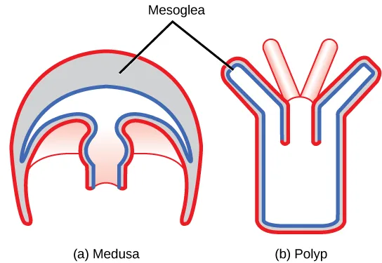 A side-by-side diagram comparing two cross-sectioned cnidarian body plans: (a) the dome-shaped medusa, with a thick gray mesoglea layer filling the top of the dome above a narrower central cavity; (b) the tree-shaped polyp, upright with a narrow trunk and branching tentacles at the top, its thinner mesoglea layer running down the stalk.