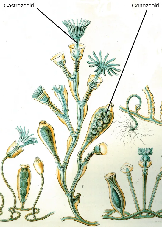 A hand-colored botanical-style illustration of the branching colonial hydroid Obelia geniculata: slender stalks branch upward from a rhizome-like base, ending in cup-shaped, tentacled gastrozooids (labeled) and smaller oval gonozooids (labeled) studded with round reproductive buds; a few detached gonozooids and gastrozooids are also drawn loose at the base.