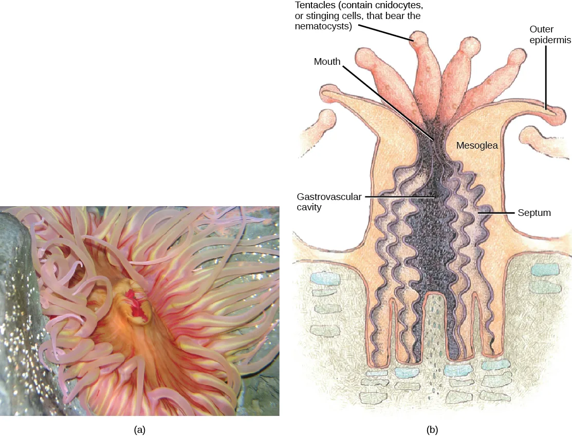 (a) A photo of a sea anemone with a pink, ruffled oval body and thick, waving tentacles. (b) A cutaway diagram of a sea anemone's tube-shaped body: tentacles ring a central mouth at the top, opening into a central gastrovascular cavity divided into wedge-like segments by ribbon-like septa, with a mesoglea layer separating the inner and outer surfaces, and an outer epidermis at the body's rim.