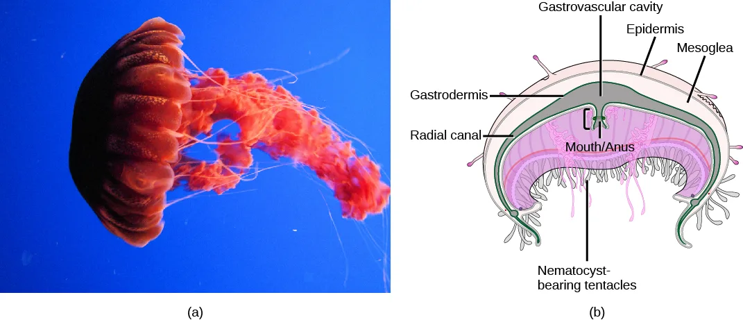 (a) A photo of a bright red jellyfish with a dome-shaped bell, long trailing tentacles at the bell's edge, and ribbon-like oral arms hanging from its center. (b) A cutaway diagram of a jellyfish's dome: nematocyst-bearing tentacles hang from the bell's rim around a central mouth/anus opening that leads into a gastrovascular cavity lined by the gastrodermis, with the epidermis covering the outer surface and the mesoglea layer between them.