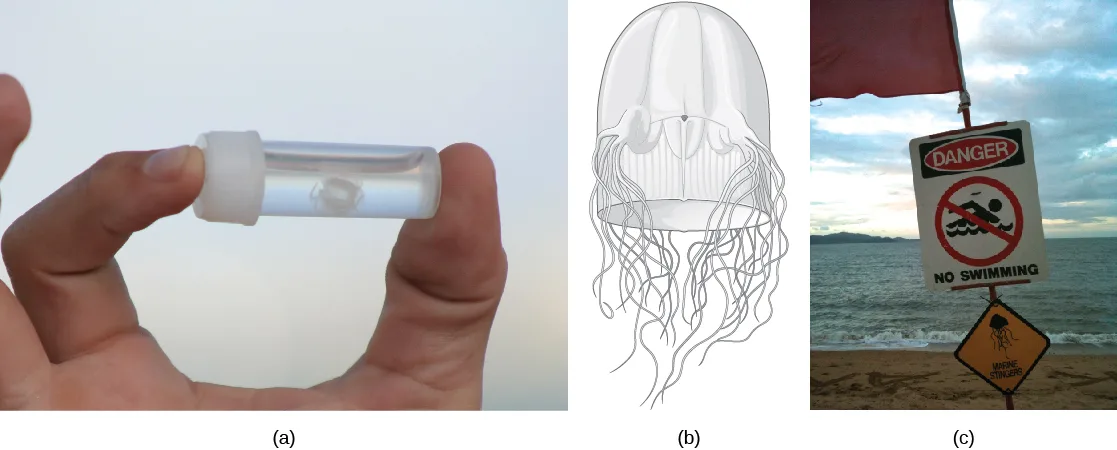 Three-part image: (a) a hand holding a small glass vial containing a tiny, near-transparent cubozoan jelly, barely visible against the fingers; (b) a line-drawing silhouette of a thimble-shaped box jelly, tentacles trailing from two thick pedalia visible on its sides and more from the back; (c) a beach-side warning sign reading DANGER NO SWIMMING with a jellyfish icon, posted against a cloudy sky.