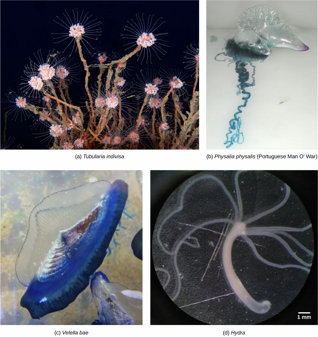 Four photos of hydrozoan body forms: (a) Tubularia indivisa, a cluster of translucent stalked polyps each topped with a fringe of tentacles; (b) a Portuguese man o' war, its clear, bulbous, balloon-like float trailing long ribbon-like tentacles; (c) Velella bae, a flat, oval, blue-bottomed colony with a clear, sail-like dome on top, resembling a small flying saucer; (d) a solitary Hydra polyp, a slender tube-shaped body with long thin tentacles extending from one end.