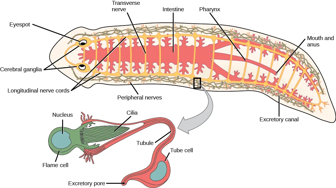 A labeled diagram of a flatworm's digestive, nervous, and excretory systems, with an inset zooming in on one flame cell and its tubule.