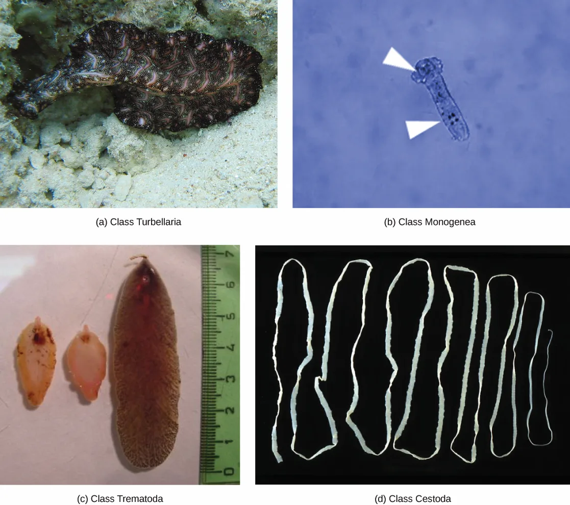 Four photographs of representative flatworms: (a) a black-and-pink fringed, ribbon-like Turbellaria swimming above sand; (b) a translucent oval Monogenea seen under a microscope, with arrows pointing to two dark anchors it uses to attach to fish gills; (c) three tongue-shaped Trematoda specimens of increasing size lying beside a ruler, the two small ones pale cream and pink and the largest brown; (d) several long, flat, ribbon-like white Cestoda specimens on a black background.