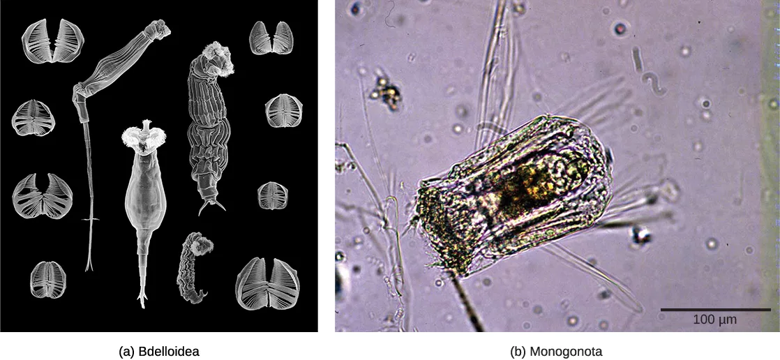 Two micrographs of rotifers: (a) a black-and-white scanning electron micrograph showing several long, tube-shaped Bdelloidea rotifers with fringed coronas, surrounded by smaller, separate jaw structures from their mastaxes; (b) a color light micrograph of a single shorter, wider Monogononta rotifer, its smaller fringed corona and internal organs visible through its translucent body, with a 100 µm scale bar.