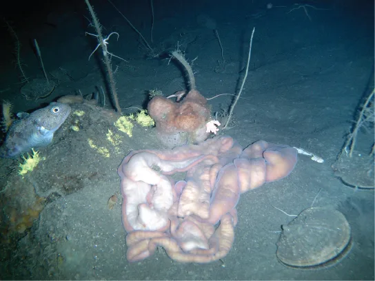 An underwater photograph of a pale pinkish, intestine-like proboscis worm coiled and overlapping itself on a muddy, dimly lit sea floor, its surface twisted in places, with a pale fish and thin strands of debris nearby.
