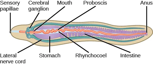 A labeled diagram of a nemertean worm's anatomy in side view, head at left with fringed sensory papillae, a proboscis running through the body from near the cerebral ganglion, and the stomach, rhynchocoel, and intestine running the length of the body to an anus at the right end.