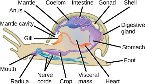 A labeled cutaway diagram of a snail-like mollusk body, with arrows from seventeen labels pointing to a coiled visceral mass, a foot, and the surrounding mantle and shell.
