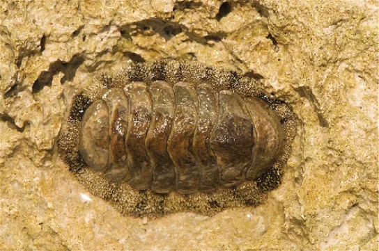 A close-up photo of an oval-bodied chiton with plate-like armor divided into eight segments, nestled in a rock crevice.