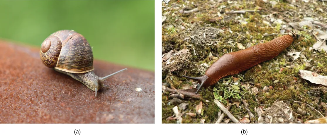 Two photos side by side: (a) a land snail with a coiled brown shell and long tentacles resting on a rusty surface, and (b) a slug — a snail-like body with no visible shell — moving over mossy ground.