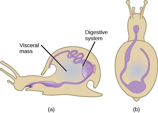 Two views of a gastropod body labeled with the visceral mass and digestive system: (a) a side view and (b) a top view of the same coiled digestive tract.