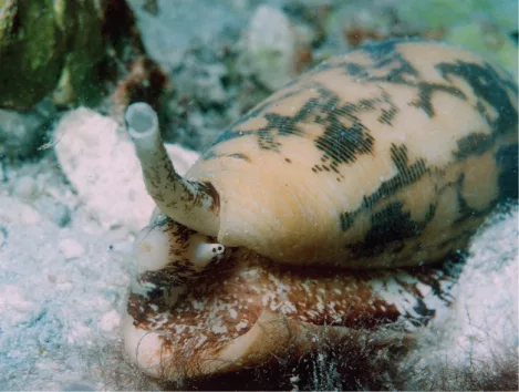 A cone snail on the sea floor, its patterned brown-and-cream shell resembling a pasta shell, with a snout and siphon extending from the front opening.