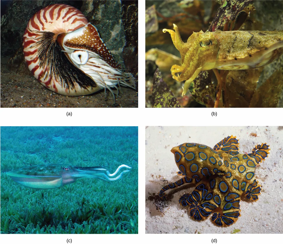 Four photos of cephalopods: (a) a nautilus with a coiled, brown-and-white striped shell and tentacles extending from the front; (b) a squat cuttlefish with short tentacles, blending into its surroundings; (c) a reef squid with a long, thick-tentacled body and an eye behind its beak; and (d) an octopus covered in bright blue rings.