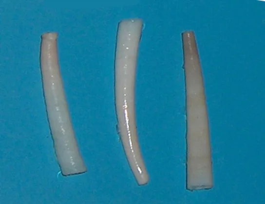 Three white, tube-like shells on a blue background, each tapering from a broad opening to a thin, curved point, resembling small tusks.