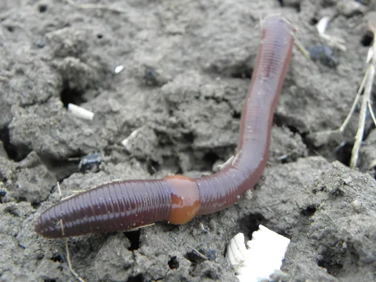An earthworm on damp soil, with a swollen, smooth, lighter-colored band encircling its body about a third of the way from its head.