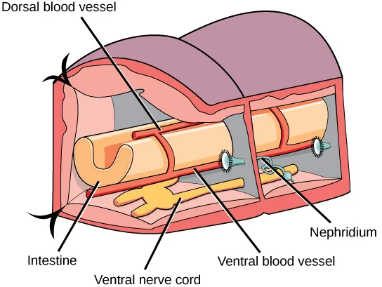 A cutaway diagram of three consecutive annelid body segments, labeled with the dorsal blood vessel, intestine, ventral nerve cord, ventral blood vessel, and a nephridium.