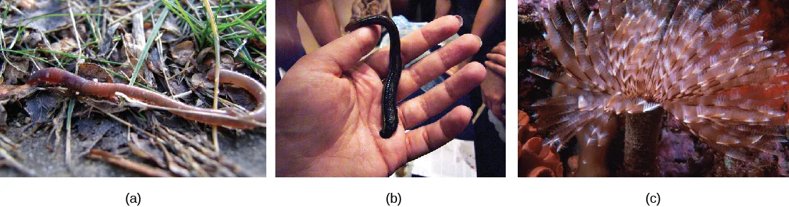 Three photos of annelids: (a) a reddish-brown earthworm on damp soil and grass, (b) a large dark leech held in an open hand, and (c) a featherduster worm with a fan of spiraled, feathery appendages extending from a tube.