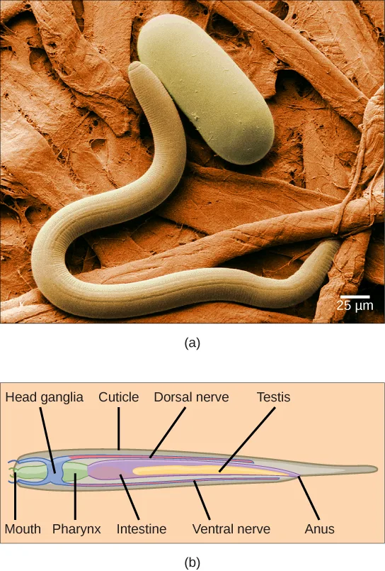 (a) A scanning electron micrograph shows a curved, worm-shaped nematode lying beside a smooth, capsule-shaped nematode egg on a fibrous background, with a 25 µm scale bar. (b) A schematic side view shows the nematode as a tapered tube, wide at the head and narrowing to a point at the tail, with labeled lines pointing into the body.