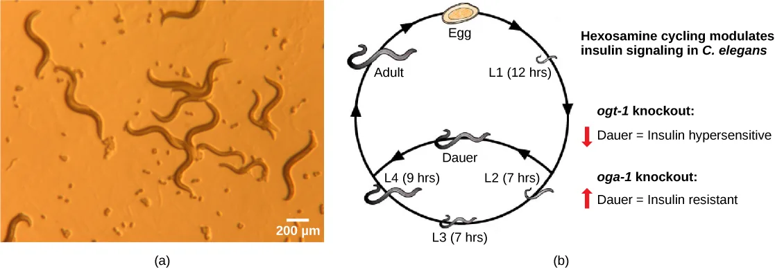 (a) A light micrograph shows a group of transparent, thread-like C. elegans roundworms scattered across an orange-tinted field, with a 200 µm scale bar. (b) A diagram shows the C. elegans life cycle arranged around a circle, with an inner shortcut through a diapausing stage, next to a note on a hexosamine-cycling insulin-signaling experiment.