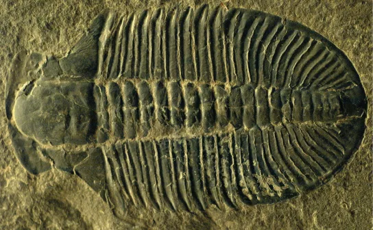 A fossilized trilobite pressed into rock, its rounded front end and body ridged with fine, evenly spaced transverse segments running its length.