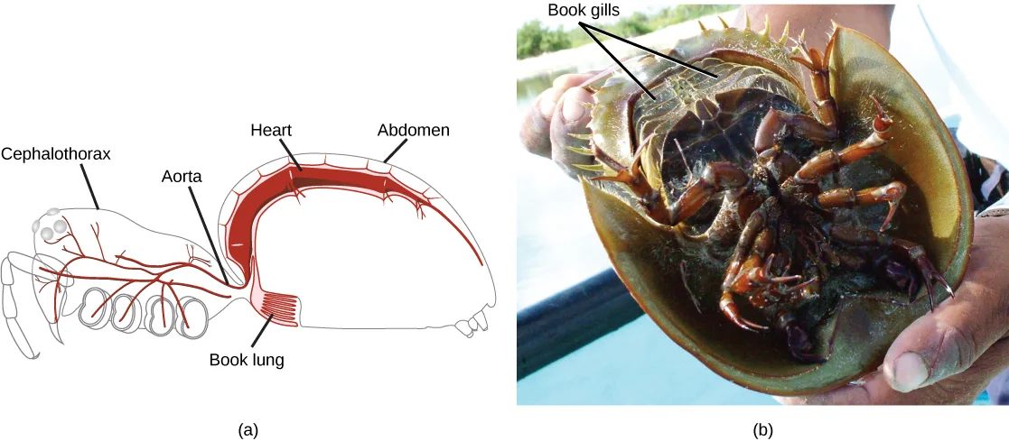 Two panels side by side: (a) a labeled line drawing of an arachnid's internal circulatory system in side view, and (b) a photograph of a horseshoe crab held upside-down, exposing a stack of gill plates near its tail.