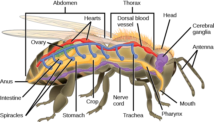 A labeled side-view illustration of a bee's internal anatomy, showing a segmented dorsal tube, a curving digestive tract, a nerve chain, and paired tracheal openings running the length of the head, thorax, and abdomen.