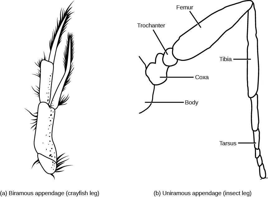 Two labeled line drawings side by side: (a) a stout, feathered, two-branched crustacean leg, and (b) a single-branched insect leg divided into segments labeled Body, Coxa, Trochanter, Femur, Tibia, and Tarsus.