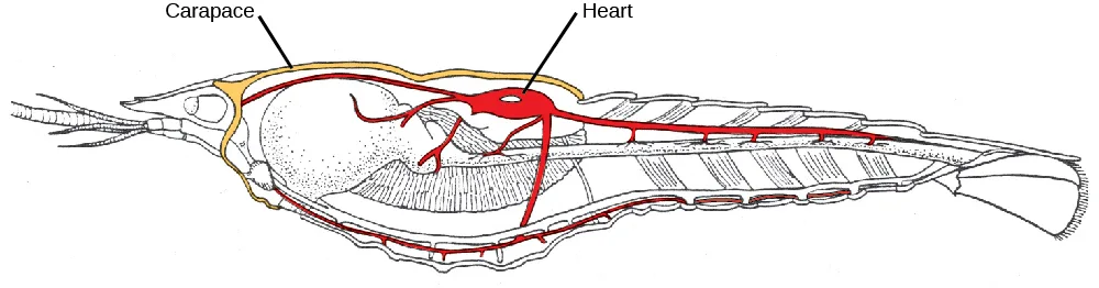 A line drawing of a crayfish in side view, its front cephalothorax region outlined in yellow and a red, branching vessel network with an oval structure running along its back.