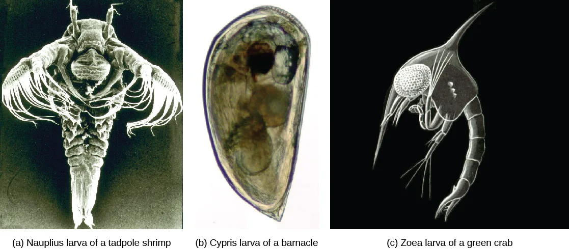 Three black-and-white micrographs side by side: (a) a teardrop-shaped larva with frilly, tentacle-like arms; (b) a smooth, clam-shaped larva; and (c) a larva with a large plated head shield and a long, tapering, segmented tail.
