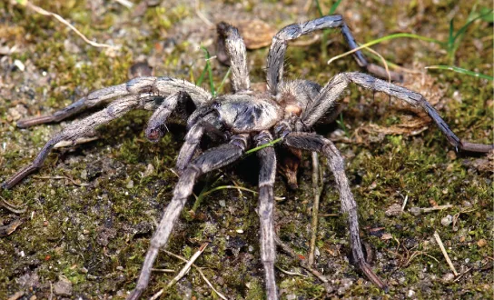 A gray and tan trapdoor spider with long, hairy legs, standing on moss and gravel among small blades of grass.
