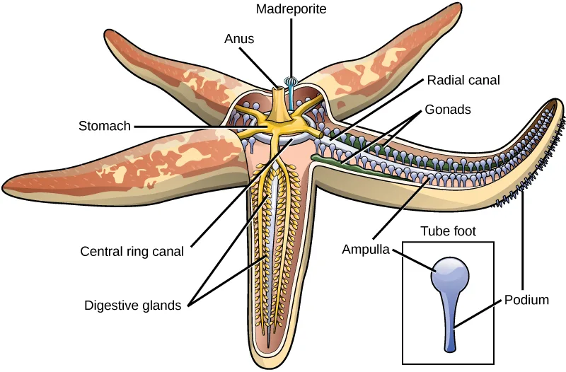 A cutaway diagram of a five-armed sea star seen from above, its central disk opened to show internal structures: a central stomach and digestive glands radiating into each arm, a central ring canal with radial canals running into the arms, rows of small tube feet along each arm's underside, and an inset close-up of a single tube foot showing its bulbous ampulla and podium.
