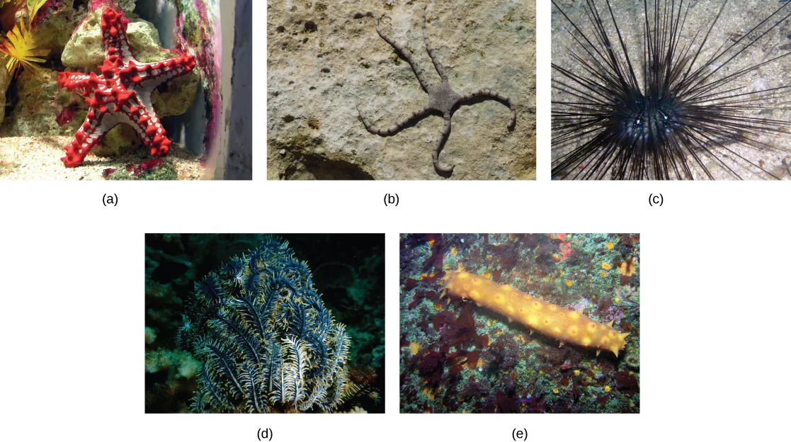 Five photos in a two-row grid. (a) A stout red-and-white sea star studded with short spikes, clinging to rock. (b) A brown, flat-bodied brittle star with long, thin, banded arms lying on pale rock. (c) A round, dark sea urchin covered in long, thin black spines. (d) A feathery, branching sea lily in shades of blue-green and white. (e) An elongated, spiny, mustard-yellow sea cucumber resting on a reef.