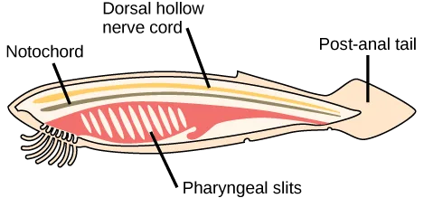 A labeled side-on illustration of a generalized, fish-shaped chordate showing a dorsal hollow nerve cord along its back, a notochord running beneath the nerve cord, diagonal pharyngeal slits toward the front, and a post-anal tail at the rear.