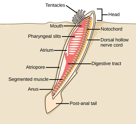 A labeled illustration of a lancelet with its head protruding from the sand and the rest of its body buried, showing tentacles around the mouth, an internal digestive tract, pharyngeal slits opening into an atrium and atriopore, segmented body muscle, and a post-anal tail.