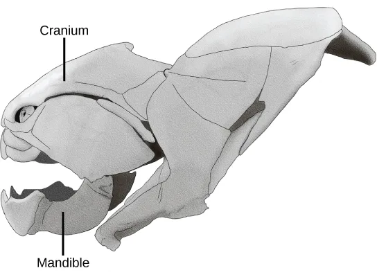 A grayscale illustration of a placoderm fish skull in profile, labeling the domed cranium at the top of the head and the toothed mandible forming the lower jaw.