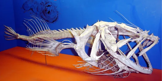 A museum photograph of an articulated fish skeleton mounted on an orange platform against a blue backdrop, its vertebral column running from skull to tail.