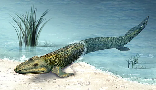 A digital reconstruction of a tetrapod-like fish resting at the water's edge: a scaled, fish-shaped body and long tail still submerged, while a flattened, crocodile-like head and a pair of stubby, limb-like front fins have pulled up onto a sandy shore.
