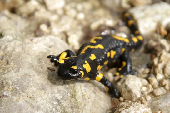 A close-up photo of a black salamander patterned with irregular bright yellow patches, its stout body and short legs braced on pale, sun-bleached rocks.