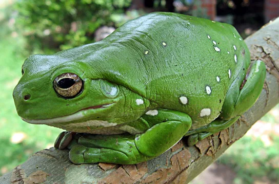 A close-up photo of a bright green tree frog with a golden eye, its plump, white-spotted body gripping a rough tree branch with rounded, adhesive toe pads.