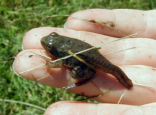 A close-up photo of a small brown froglet held in an open human hand against a background of grass: its bulging eyes and squat body are frog-like, but a long, tapering tadpole tail still trails behind its hind legs.